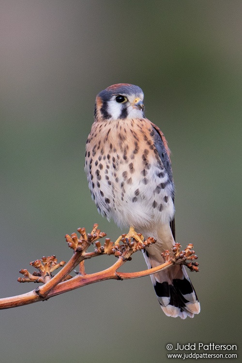 American Kestrel, Portal, Arizona, United States